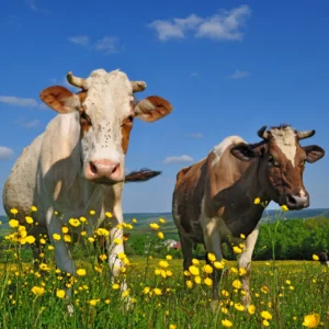 DESI COW:गाय की इन 3 नस्लों से पशुपालको की आय होंगी दोगुनी सरकार भी करेंगी मदद तुरंत घर ले आये ये नस्ल की गाय