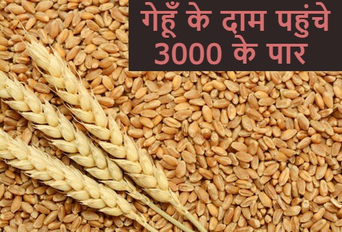 Wheat Rate