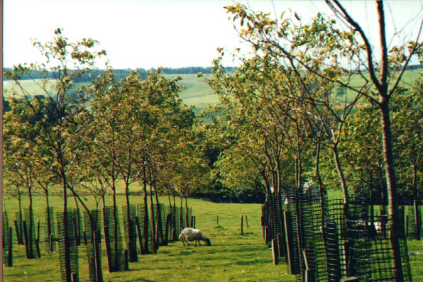  Agroforestry Policy