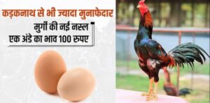 कडकनाथ मुर्गी को भी फेल कर देती है इस नस्ल की मुर्गी, हजारो रूपये कीमत है दर्जन भर अंडो की