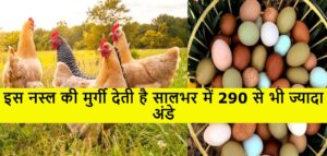 इस नस्ल की मुर्गी देती है सालभर में 290 से भी ज्यादा अंडे, मार्केट में एक अंडे की कीमत है इतनी की आप भी बन जाओगे लखपति