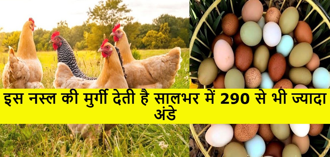 इस नस्ल की मुर्गी देती है सालभर में 290 से भी ज्यादा अंडे मार्केट में एक अंडे की कीमत है इतनी 