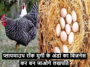 प्लायमाउथ रॉक मुर्गी के अंडो का बिज़नेस कर बन जाओगे लखपति, साल भर में देती है 300 से भी ज्यादा अंडे