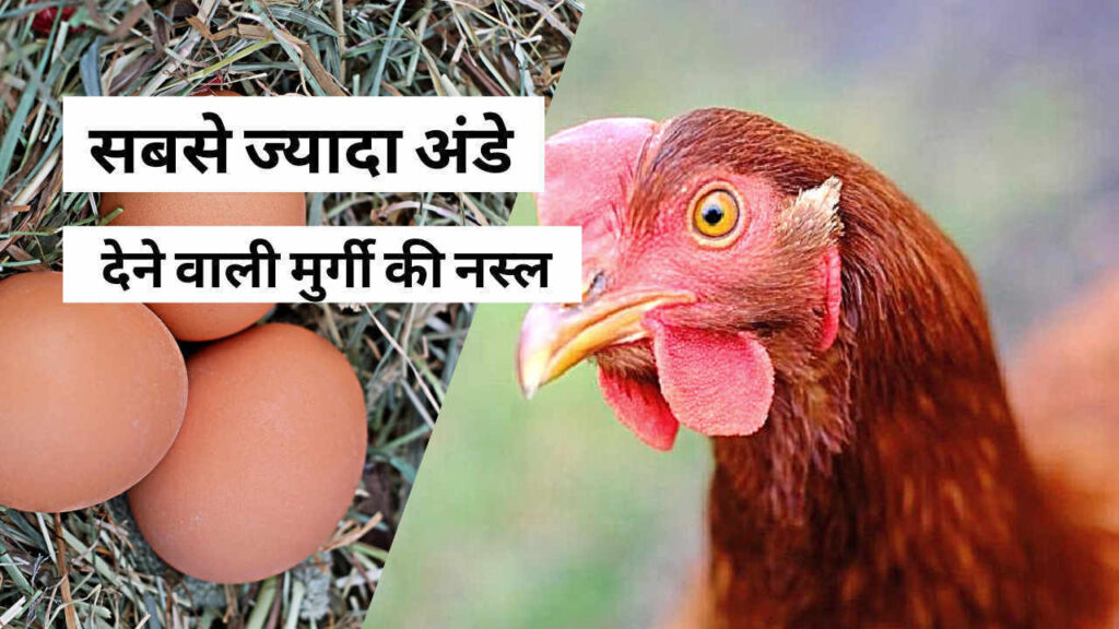 आस्ट्रेलियन मुर्गी का बिज़नेस चंद दिनों में बना देंगा लखपति, एक साल में देती है 300 अंडे, मार्केट में बहुत ज्यादा है डिमांड