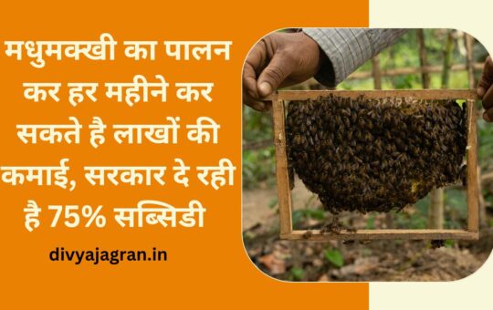मधुमक्खी का पालन कर हर महीने कर सकते है लाखों की कमाई, सरकार दे रही है 75% सब्सिडी