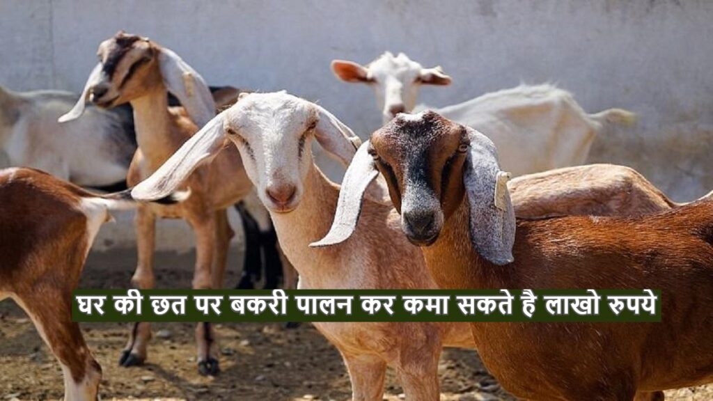 घर की छत पर बकरी पालन कर कमा सकते है लाखो रुपये, मार्केट में इस नस्ल की बकरी की कीमत है लाखो रुपये