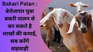 Bakari Palan : बेरोजगार युवा बकरी पालन से कर सकते है लाखों की कमाई, सब करेंगे वाहवाही